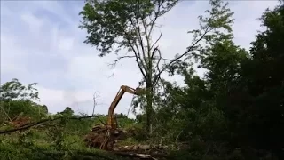 Big excavator taking down Huge Honey Locust Tree & clearing Knarly trees