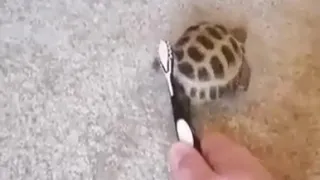 Черепаха танцует