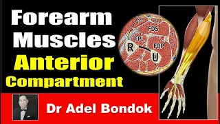 How Do You Remember Every Muscle in the Forearm? Anterior Compartment, Dr Adel Bondok