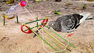 Easy Make A Pigeon Trap Using Scissors & Wood - How To Make Pigeon Bird Trap Work 100%