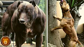 10 der muskulösesten Hunde der Welt