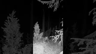 #fox during #snowfall at night wonders about strange light from #trailcam #winter #animals #shorts