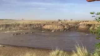 Migração de gnus cruzando o rio Mara