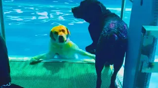 Funny Dogs Having a Bad Day - Funny Dogs Compilation || PETASTIC 🐾