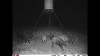 Big Sow Down - Thermal Hog Hunt