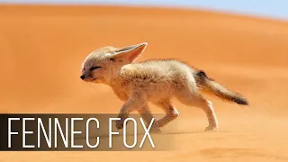 FENNEC FOX is the Cutest Wildlife Predator. The Smallest FOX in the world! Desert Fox