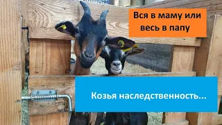 Козленку от козы // Наследственность коз