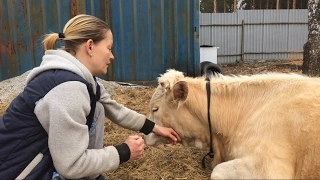 Пропала жвачка у коровы. Что делать?/жизнь в деревне