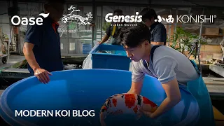 Modern Koi Blog #6225 - Live aus Japan: Die besten Sansai aus Hongou