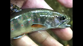 Backcountry tiny stream fishing for native brook trout in Great Smoky Mountain National Park.  Pt. 2