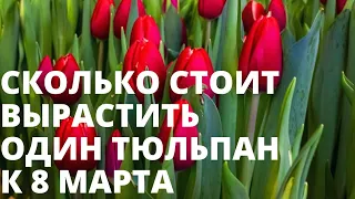 Сколько стоит вырастить тюльпан? Считаем себестоимость честно