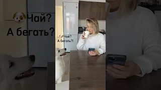 Можно я с тобой😂🐕#юмор #бшо #собака #бег