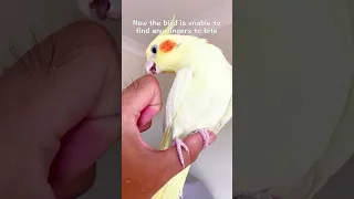 The Right Way To Prevent A Bird From Biting Your Fingers