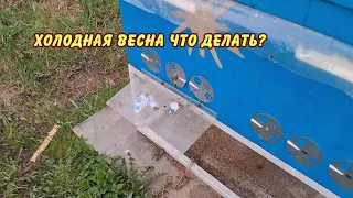 пчеловодство, холодная весна что делать?