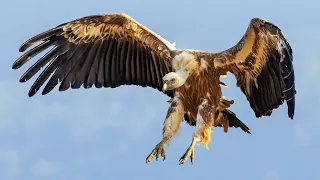 Deadly Vultures And Fearsome Eagles Battling In The Skies Of Botwana's Wild Kingdom