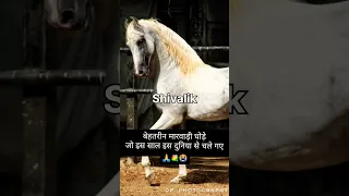 pure Marwari stallion is no more this year 💐💐 #shortsviral #viral #youtube
