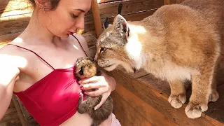 LYNX Umka meets Hannah'S KITTENS