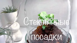 Стеклянные посадки