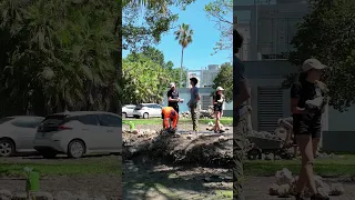 Mangrove Planting on Campus #umiami #mangrove #earthmonth #universityofmiami