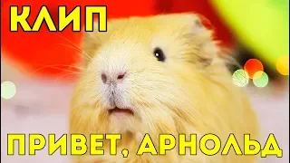 ПЕСНЯ SVINKISHOW – ПРИВЕТ, АРНОЛЬД! (ПРЕМЬЕРА КЛИПА 2019) ⚡ YANINA Z