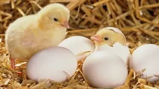 Инкубация куриных яиц от А до Я. Зимняя инкубация. Вывод цыплят зимой. Мой первый опыт.