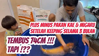 Review Pakan Koi STP KAE & Migaru Setelah 3 Bulan