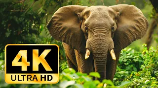 Wildlife on Planet Earth 4K 🌿Relax watching the Beautiful Wildlife Life with Soothing Music