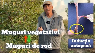 Transformarea mugurului vegetativ în mugur de rod