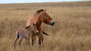 Правда ли, что лошадь впервые была приручена в Казахстане?