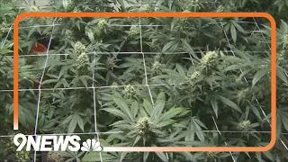 Study: Marijuana linked to increased mental health risk