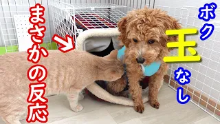 去勢で犬のタマタマが無いことに気付いた猫の反応に仰天！【プーチー&スコティッシュフォールド】