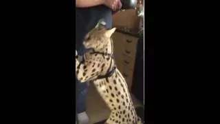 Capone the serval cat