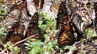 Monarch butterfly migration is unique and amazing phenomenon with Dia de Muertos symbolism