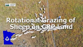 Rotational Grazing of Sheep on CRP Land in SW Minnesota