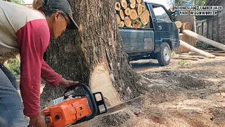 Scattered and full of surprises!! Cutting down trees is dangerous beside the house.