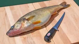 How to Fillet Fish - Freshwater