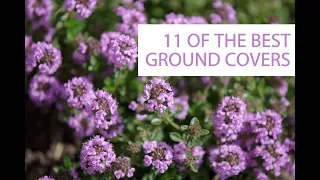 Good ground cover can reduce the temperature of your yard! Here are an expert's 11 favorites