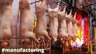 Mind Blowing Million Dollars Modern Pork Processing Factory Technology - Pig Farming Technology