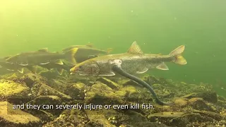 Enhancing Sea Lamprey Control 11.27.17