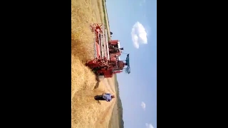 (Mähdrescher) Old school combine Ködel & Böhm Special 1965 harvesting in 2017.