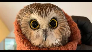 Rocky, tiny owl rescued from Rockefeller Christmas tree, takes flight