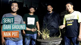 Bahan Bonsai Serut Dari Ground Naik Pot Bersama Komunitas AATIDAR Magelang