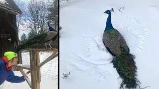 Can PEACOCKS SURVIVE the WINTER and farm update!!