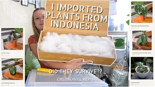 Plant Import Unboxing from Indonesia | Chlorosoil Review