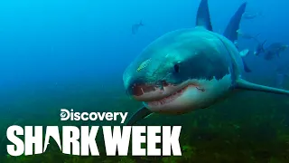 Underwater Encounter With a Massive Great White Shark | Shark Week