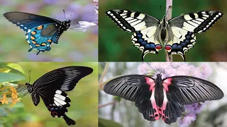 Most Beautiful Butterflies on Planet Earth | Top 50 Most Beautiful Butterfly In The World | 4K FHD