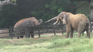 Friendship Between African Elephant And  Asian Elephant Mysore Zoo Mysore Tourism  Karnataka Tourism