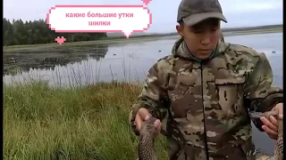 Охота на уток! 20.08.2019г.DUCK HUNTING