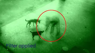 ghost feeding to dogs | ghost playing with dogs caught on camera | scary videos