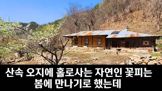 진달래 꽃피면 찾아 가기로 했는데 그래서 다녀왔습니다